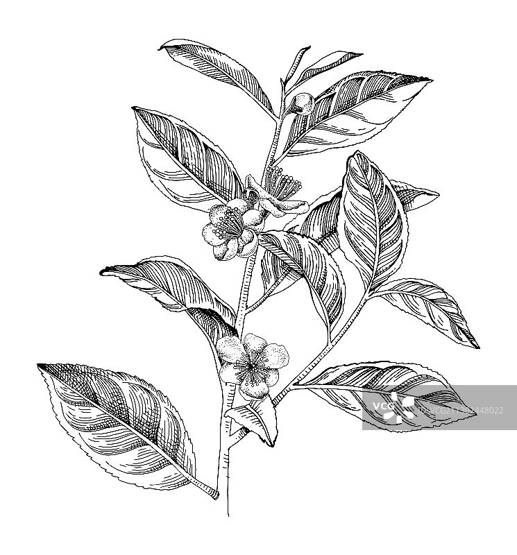手绘盛开的茶树枝图片素材