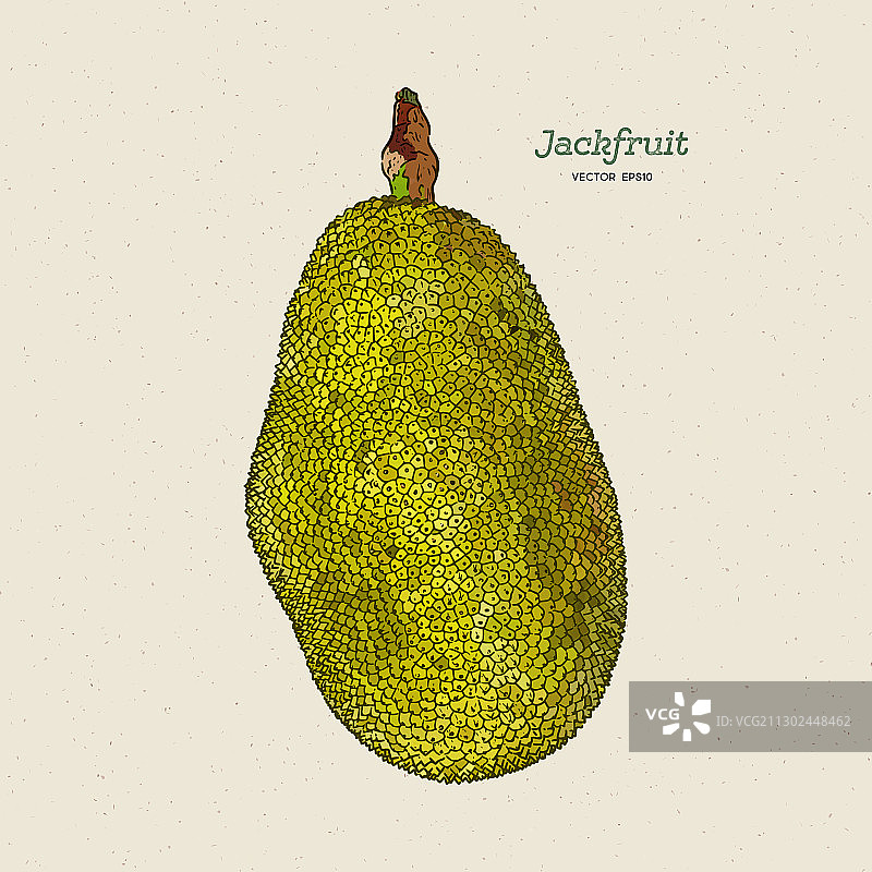 手绘菠萝蜜，又名菠萝蜜树图片素材