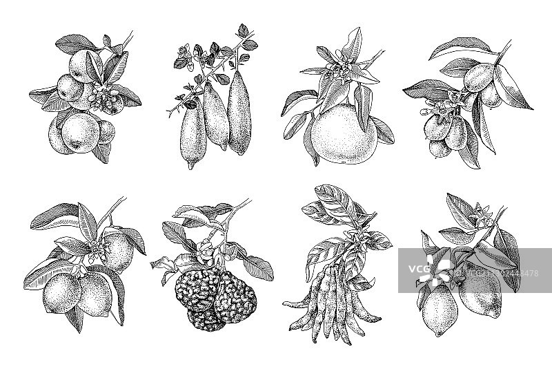 手绘柑橘类水果枝条图片素材