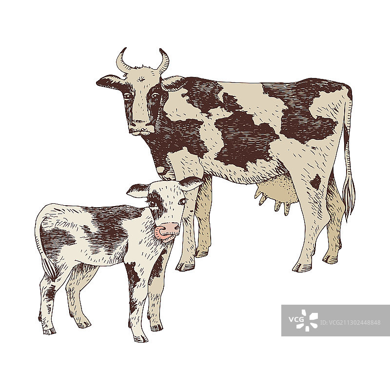 斑点奶牛和小牛农场动物图片素材