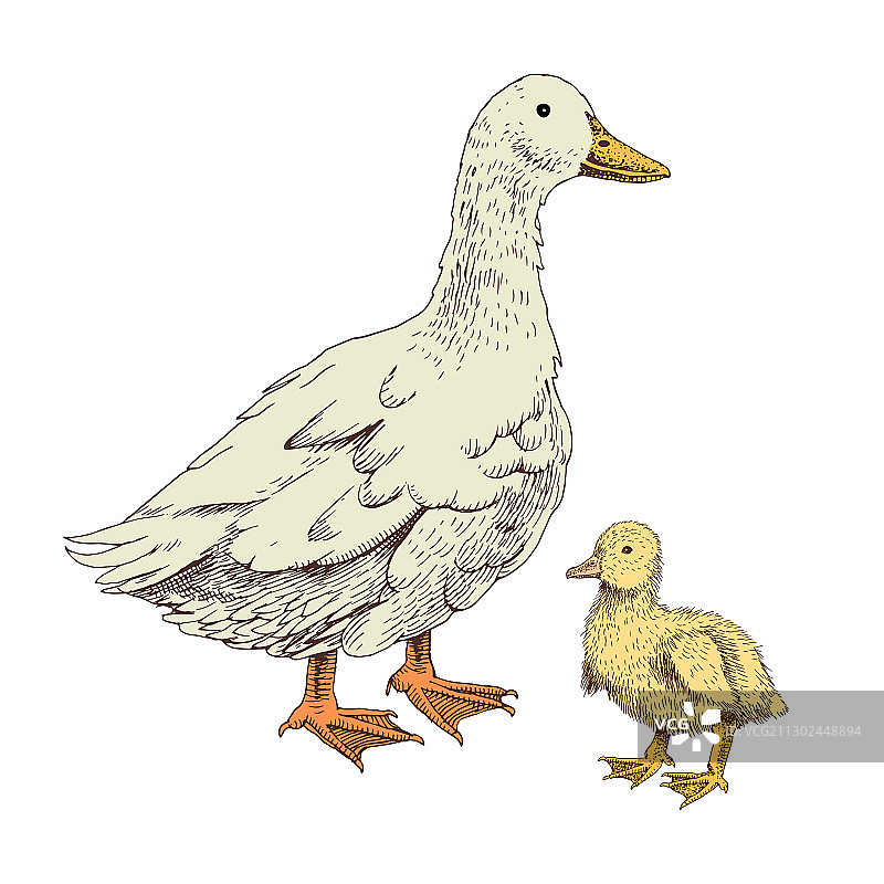 手绘家鸭和小鸭图片素材