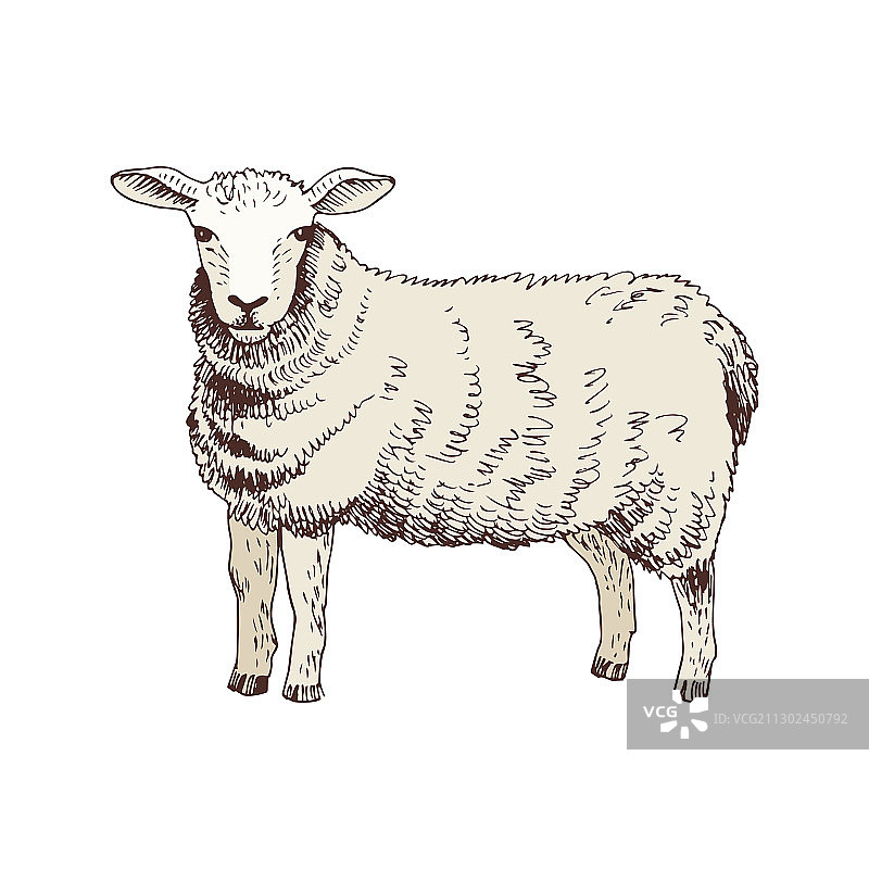 手绘绵羊图片素材