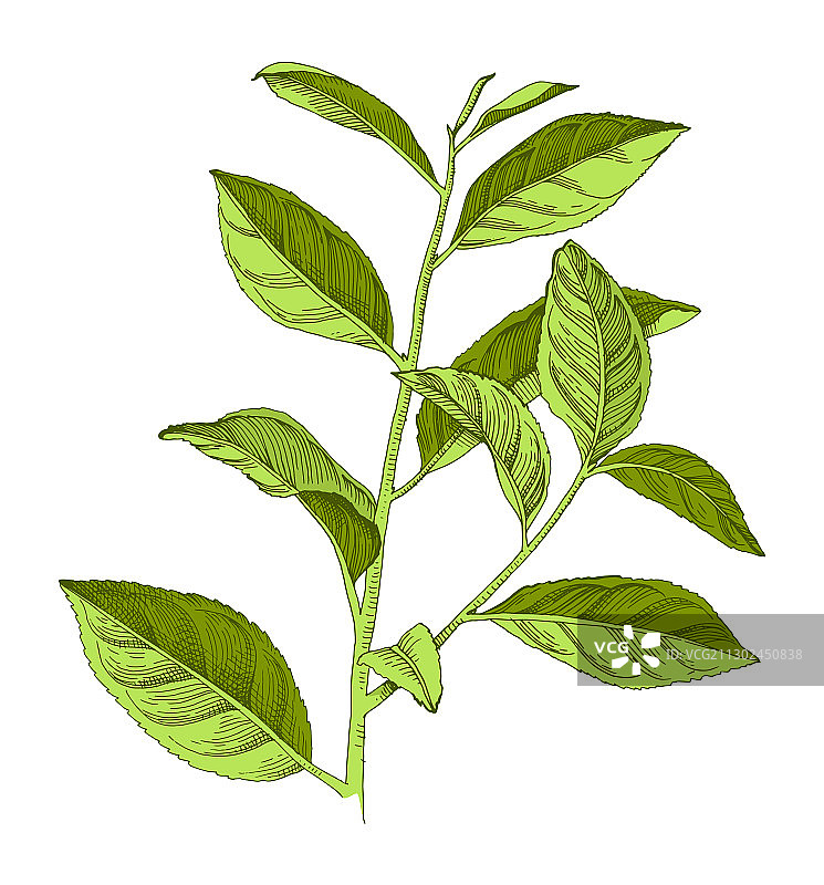 手绘茶树枝图片素材