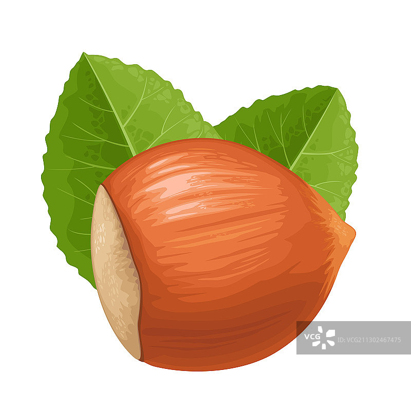 带绿叶的带壳榛子特写图片素材