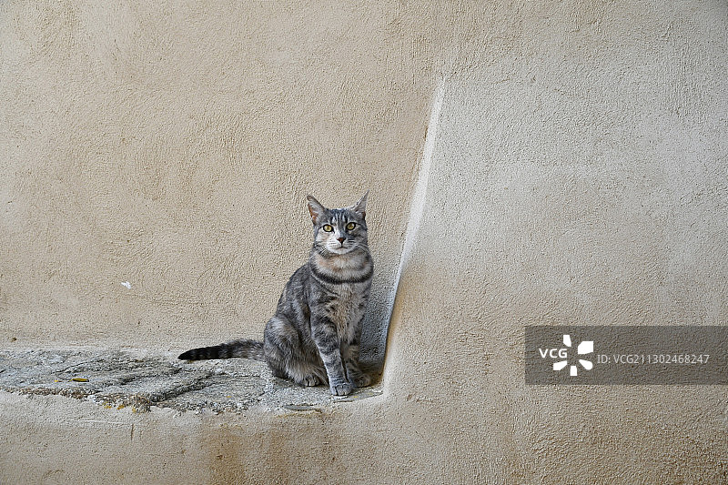 法国蒙蒂塞洛，坐在墙上的猫的肖像图片素材