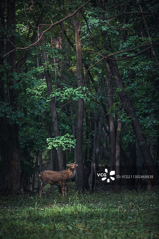 林深见鹿图片素材