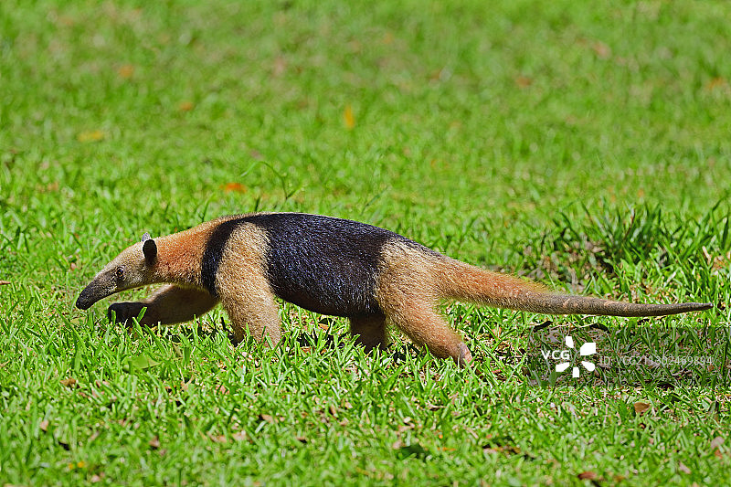 田野上的食蚁兽特写图片素材