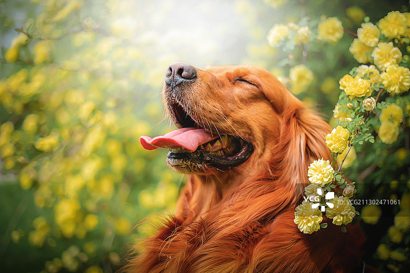 大金毛和花花图片素材