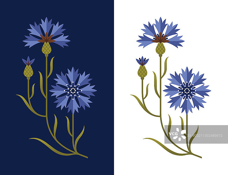 风格化矢车菊图片素材