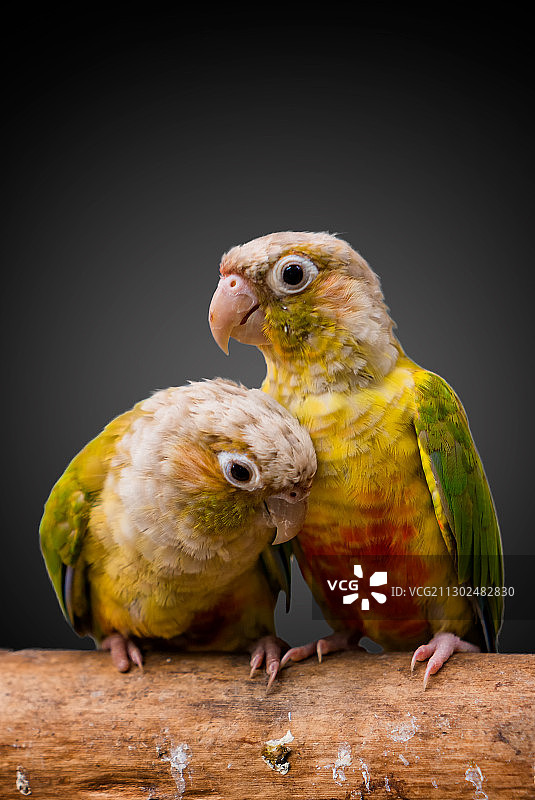 两只鹦鹉图片素材