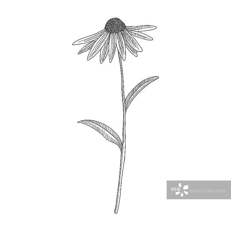 绘画：紫色松果菊图片素材