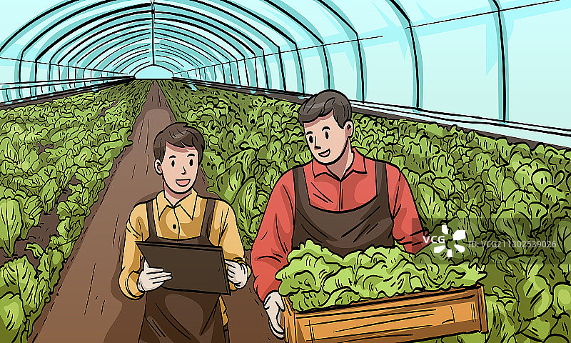 人们在温室里采摘蔬菜图片素材