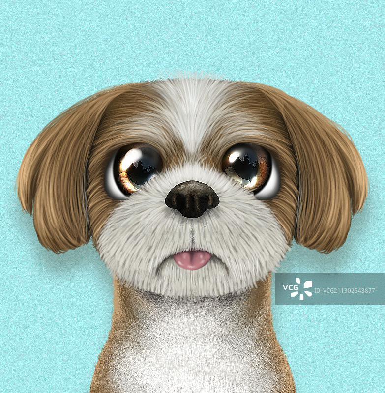 西施犬肖像图片素材