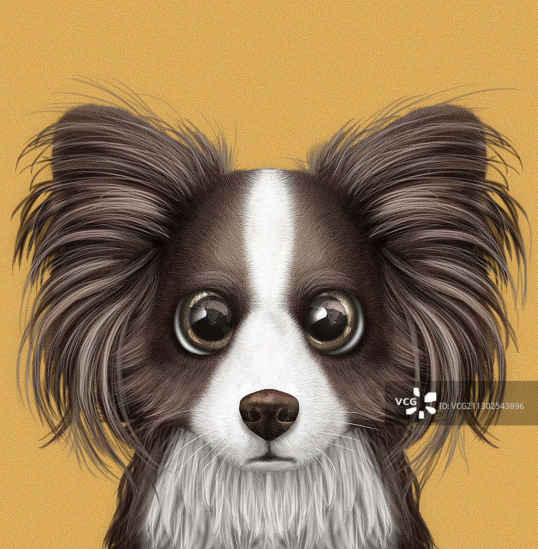 蝴蝶犬肖像图片素材