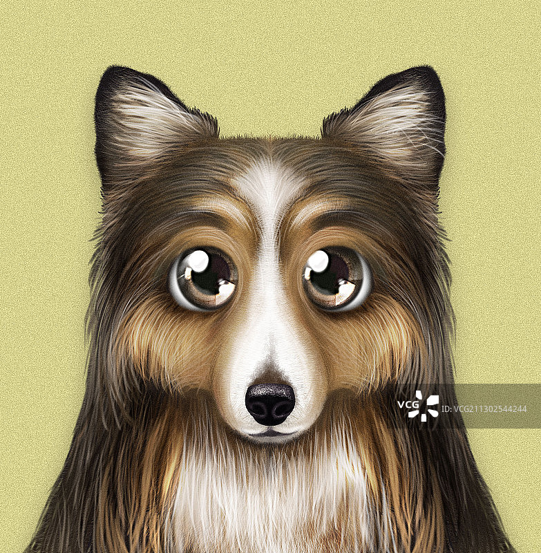牧羊犬肖像图片素材