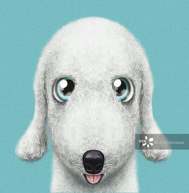 贝灵顿梗犬肖像图片素材
