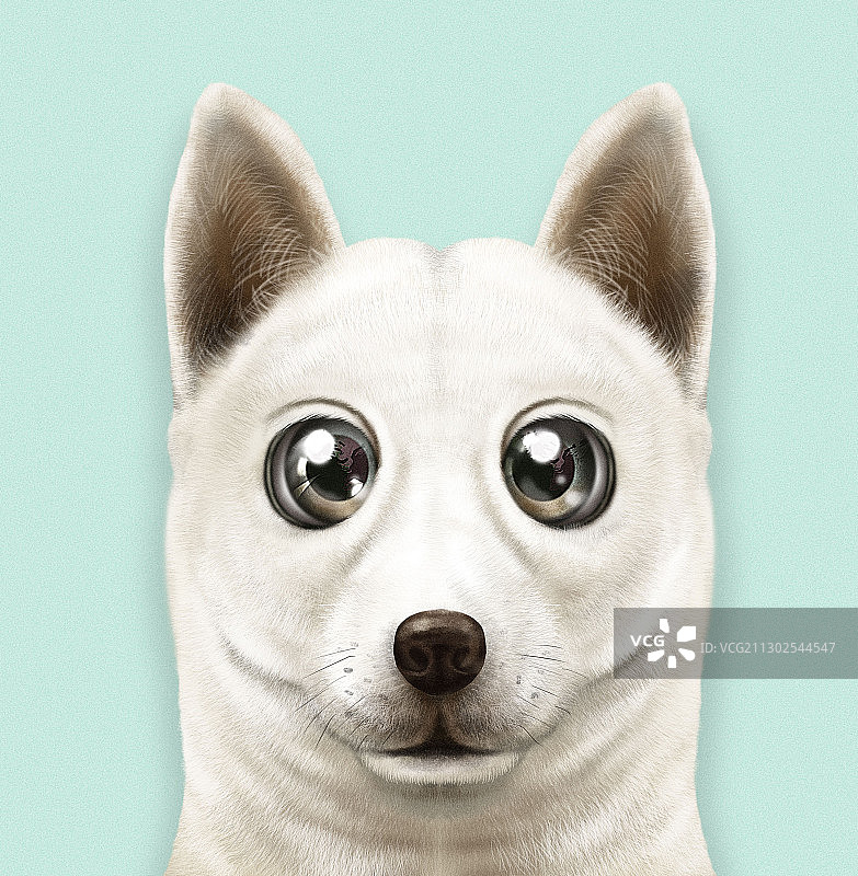 珍岛犬肖像图片素材