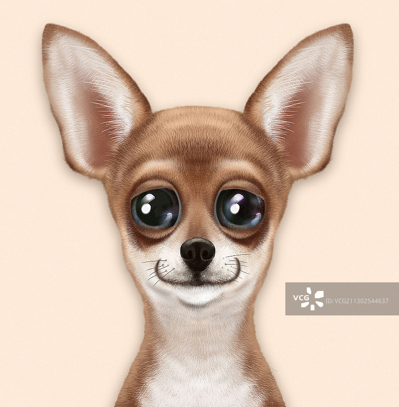 小型吉娃娃犬肖像图片素材