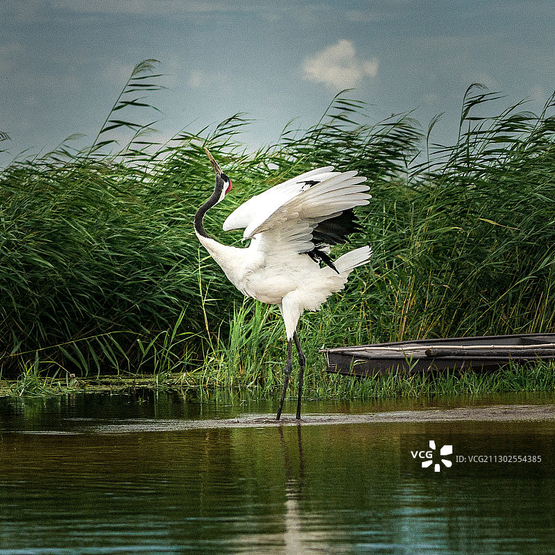 鹤鸣 放飞时段自由的鸣唱图片素材