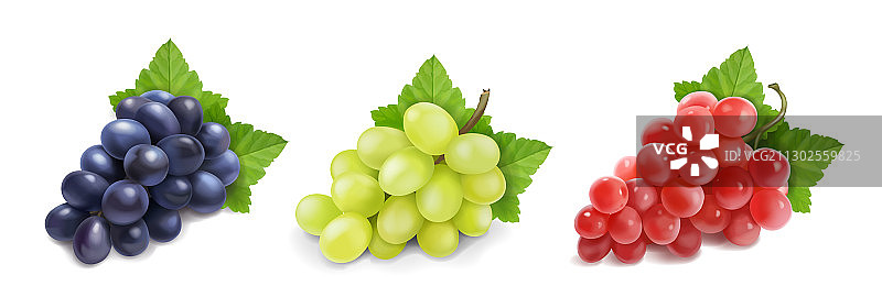 不同品种的葡萄图片素材