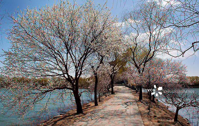 颐和园西堤上的桃花与柳桥图片素材