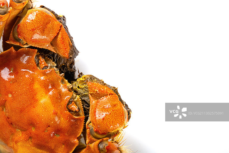 大闸蟹特写图片素材