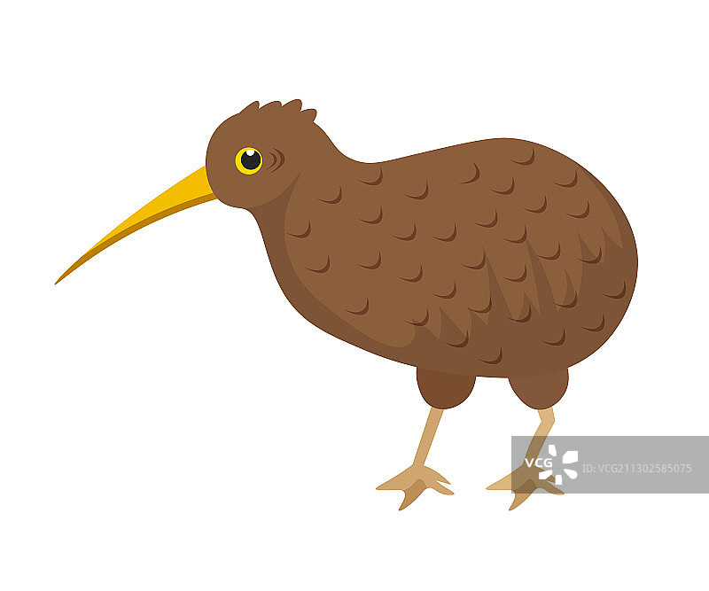 白色背景上长喙的棕色小奇异鸟图片素材