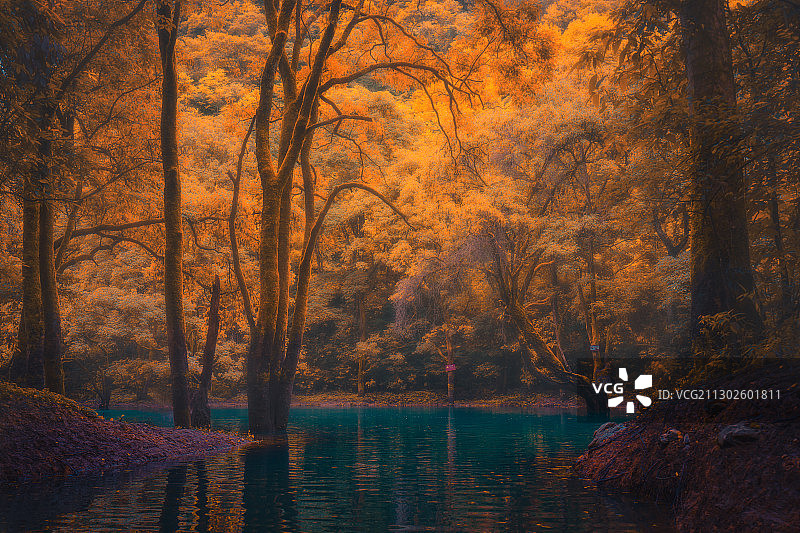 寂静森林图片素材