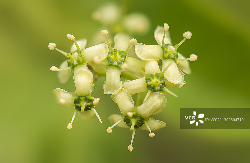 冬青卫矛图片素材