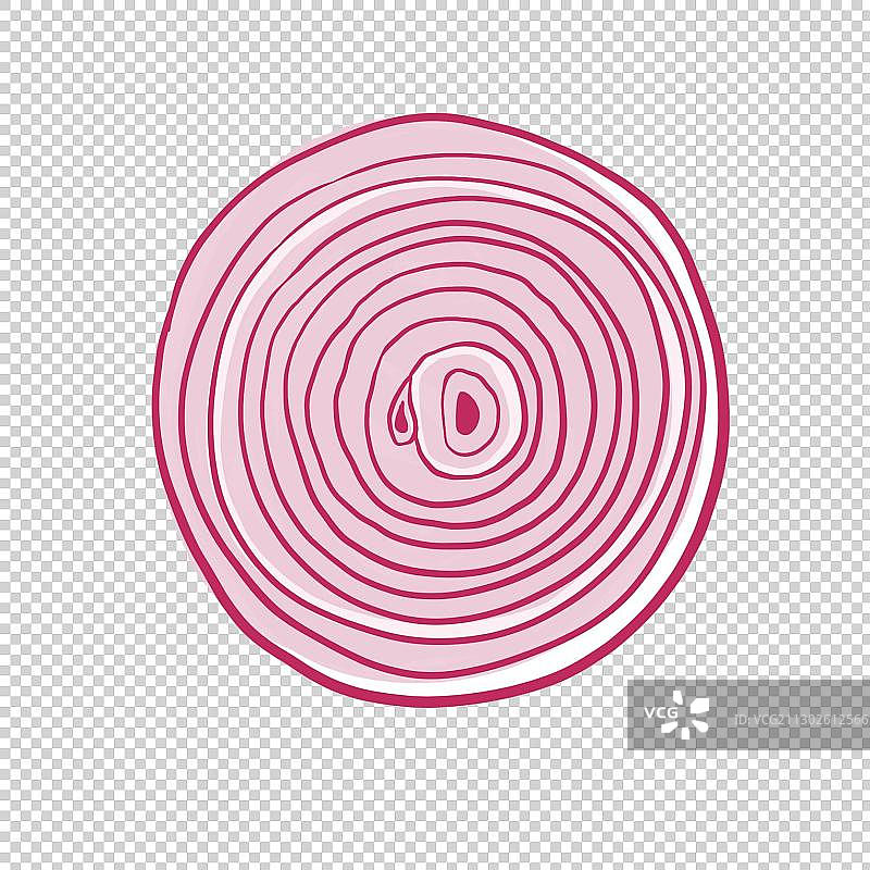 洋葱插图手绘特写图片素材