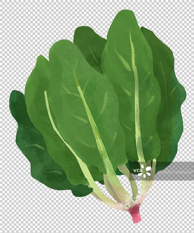 蔬菜菠菜插图手绘特写图片素材