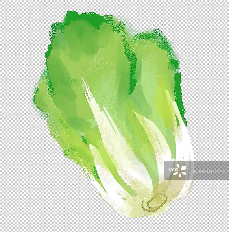 蔬菜大白菜插图手绘图片素材