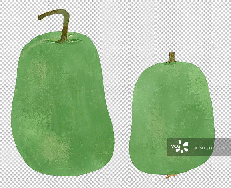 蔬菜瓜果冬瓜插图图片素材