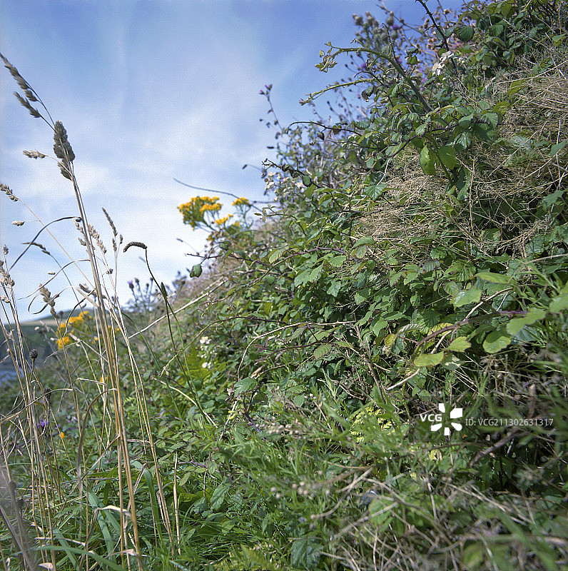 生物多样性图片素材