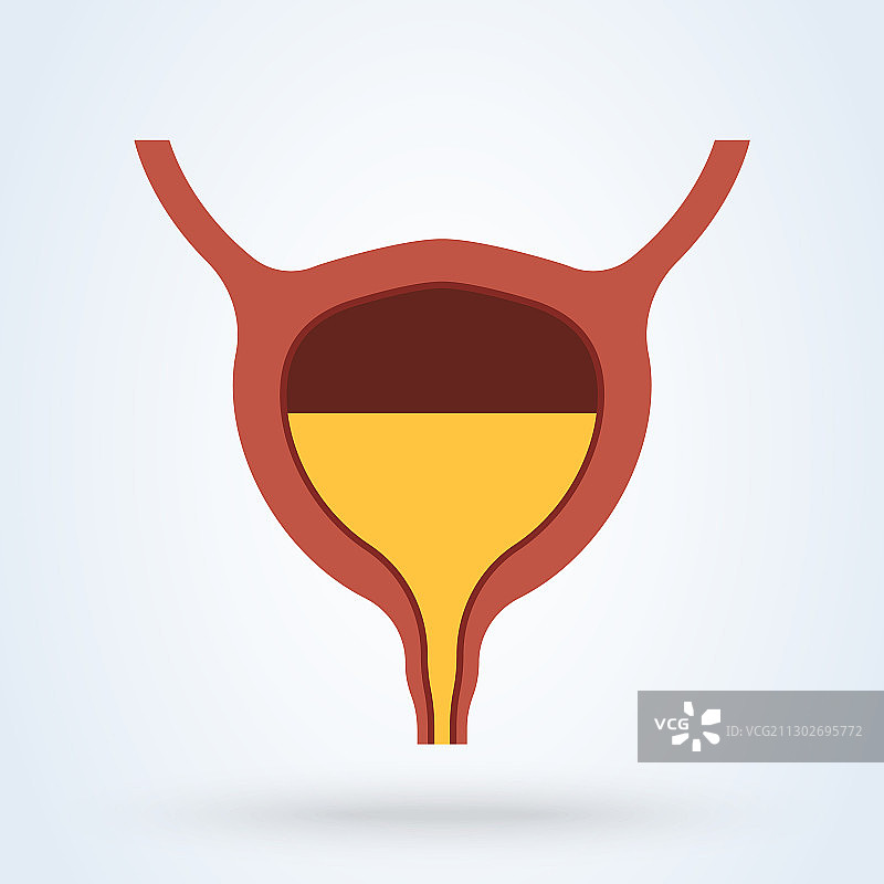 完整的人体器官膀胱解剖结构图片素材