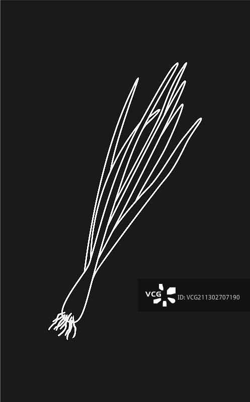 黑色背景下的发芽洋葱图片素材