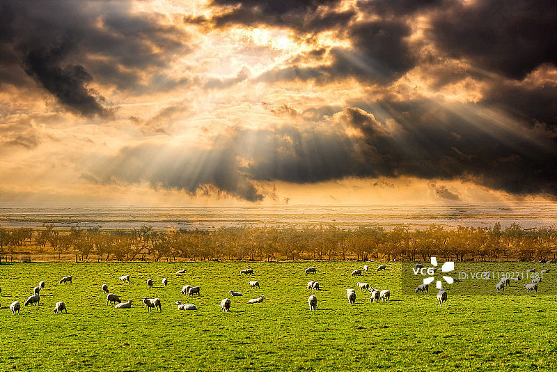 阳光牧场图片素材