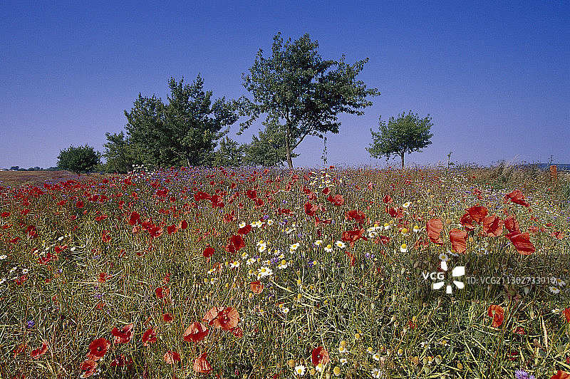 梅克伦堡湖区，梅克伦堡-西波美拉尼亚，德国的田野花卉图片素材