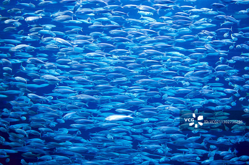 鱼，水族馆，鹦鹉公园，德拉克鲁斯港，特内里费岛，加那利群岛，西班牙图片素材