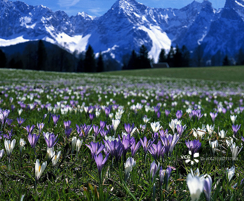 背景是德国巴伐利亚州卡文德尔山脉的春天番红花图片素材