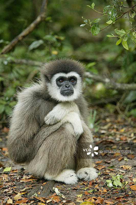 南非西开普省花园大道普莱滕贝格附近的猴园中的长臂猿图片素材