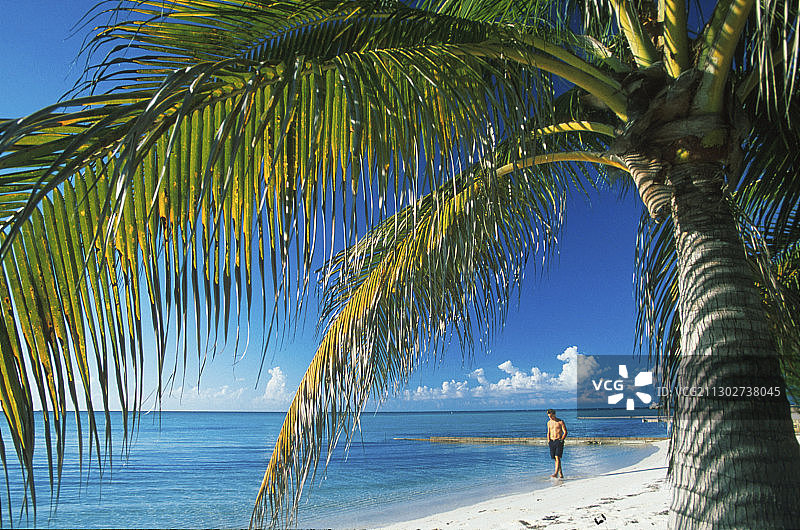 开曼群岛朗姆角的棕榈树海滩图片素材