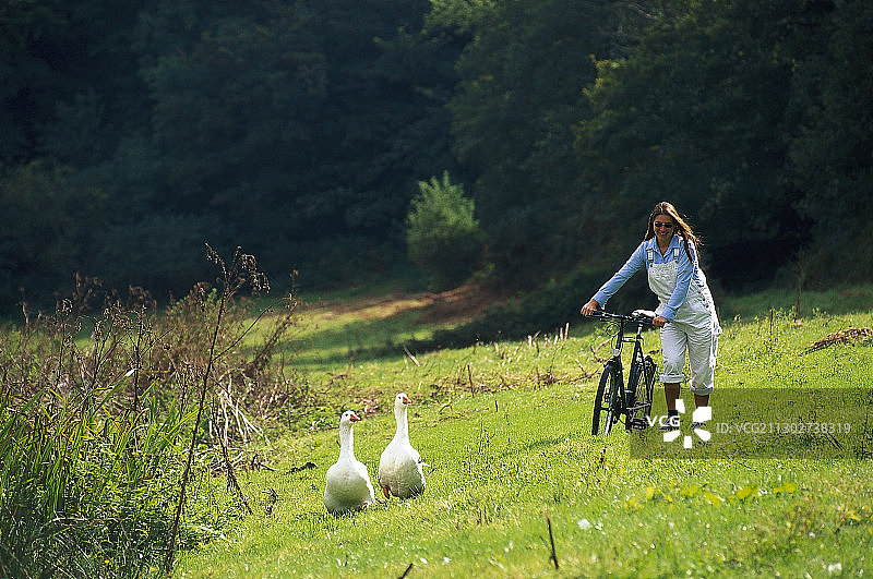 女子在田野上推着山地自行车，两只鹅，圣彼得谷，泽西岛，海峡群岛，英国图片素材