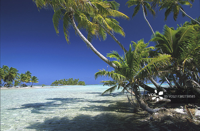 蓝色天空下的莫图岛椰子树，图阿莫图群岛，法属波利尼西亚，南太平洋，大洋洲图片素材
