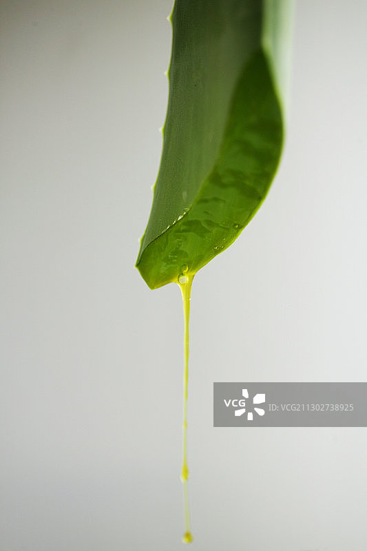 芦荟植物特写，植物健康自然保健图片素材