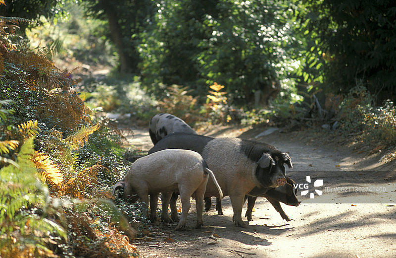 法国科西嘉岛卡斯塔尼恰的野生家猪图片素材