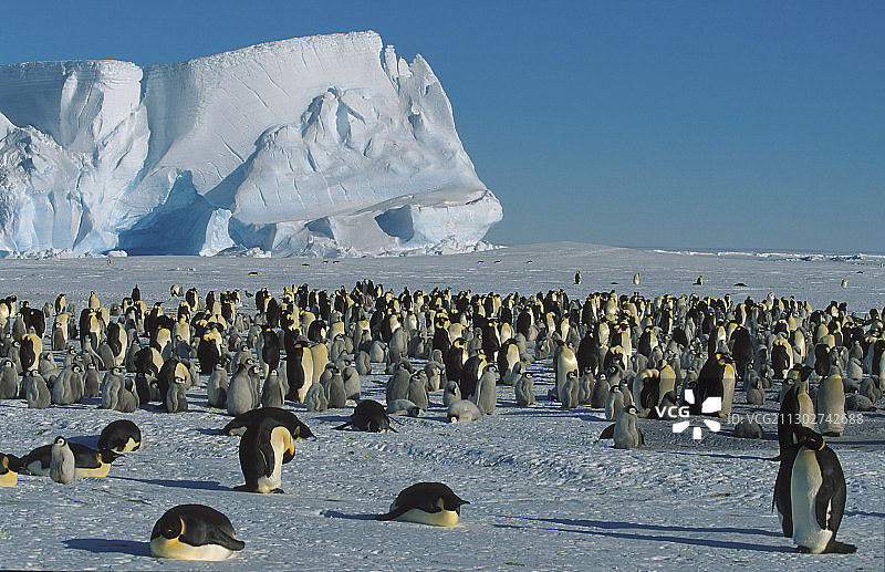帝企鹅，南极洲图片素材