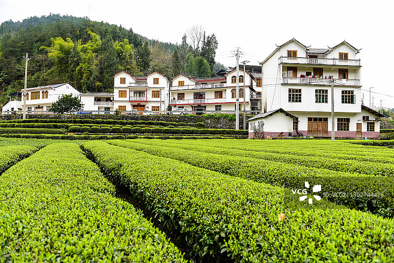 湖北恩施土家族苗族自治州特色民居与农村茶叶产业图片素材