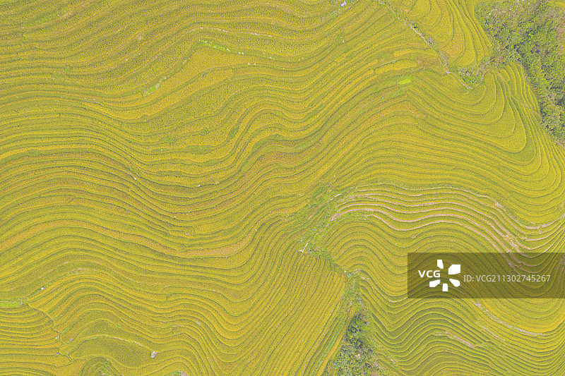 航拍桂林龙胜梯田龙脊梯田图片素材