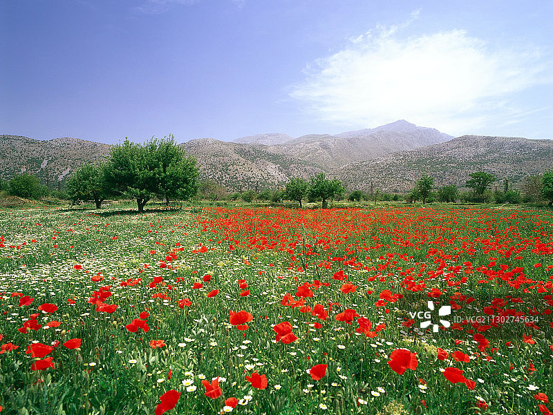 盛开的鲜花草甸，迪克蒂山脉，拉西锡高原，克里特岛，希腊图片素材